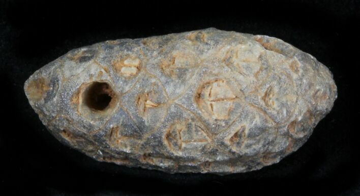Agatized Fossil Pine (Seed) Cone From Morocco #30035